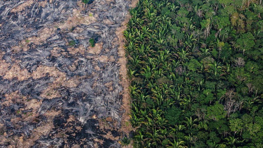 Amazon meşələrinin bərpası onlarla xəstəliklərə qarşı mübarizə üsulu kimi qiymətləndirilib