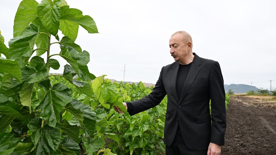 President Ilham Aliyev visits mulberry orchard in Dashbulaq village in Khojaly