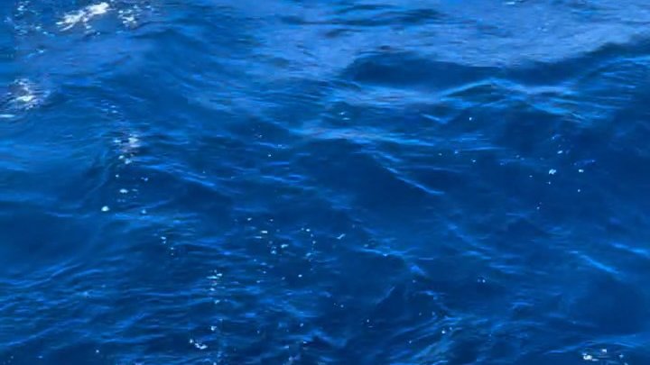 Küresel Sumud Filosu, plastik atıklara takılmış Caretta'yı kurtardı