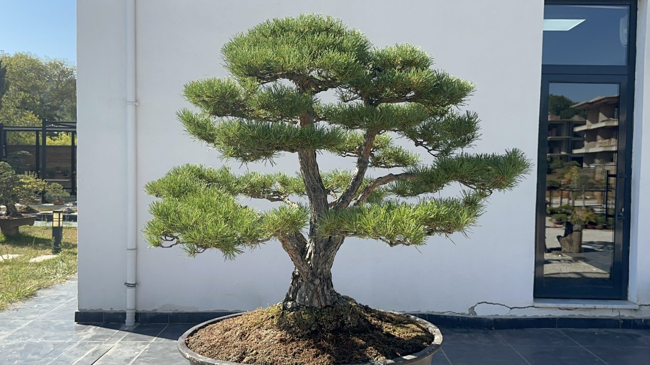 Türkiye'nin ilk, Avrupa’nın en büyük Bonsai Müzesi’ne ilgi; 3 eser ‘The Trophy’de sergilenecek