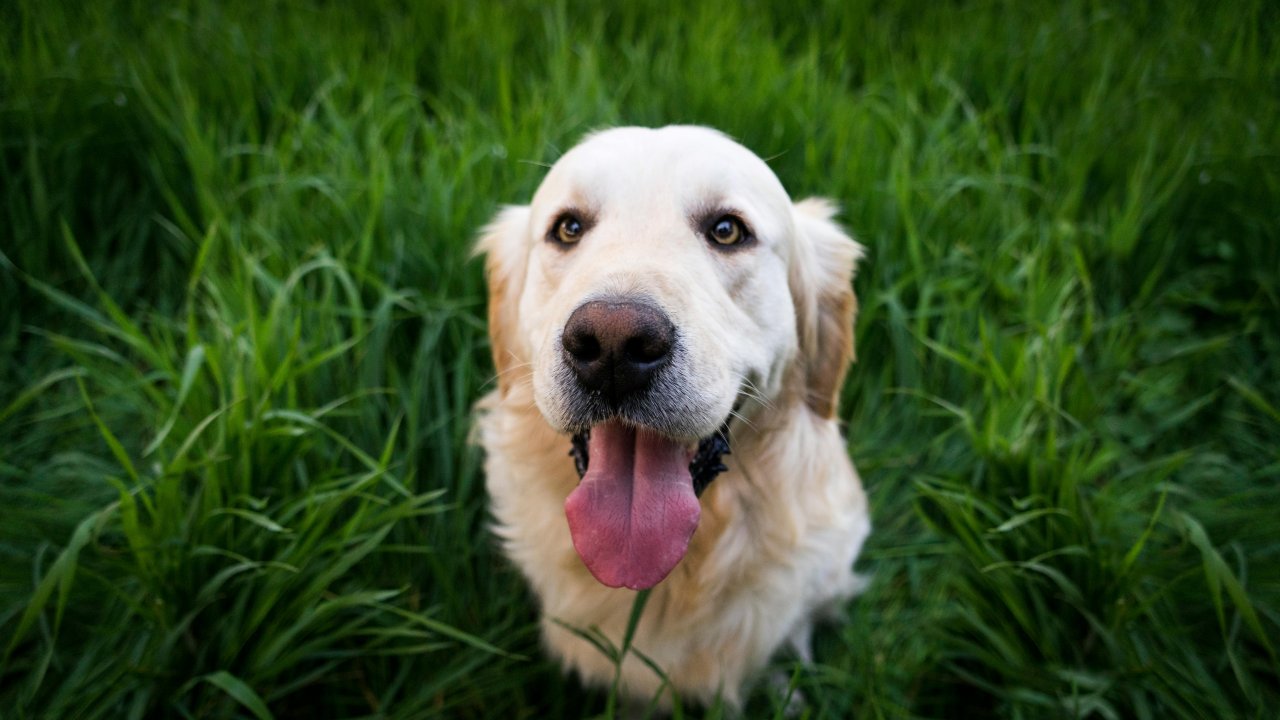 İtalya’da turist köpeklere günlük vergi uygulanacak