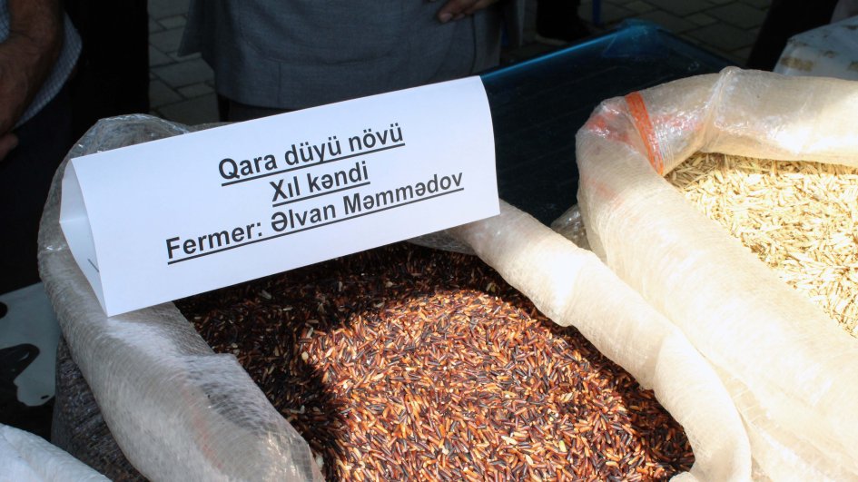 Masallıda “Çəltik və düyü” Festivalı və Toxum Sərgi-Satış Yarmarkası keçirilib