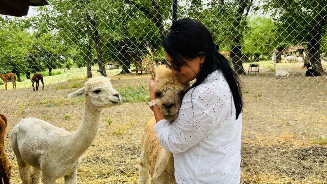Şamaxıda Alpaka fermasına səyahət