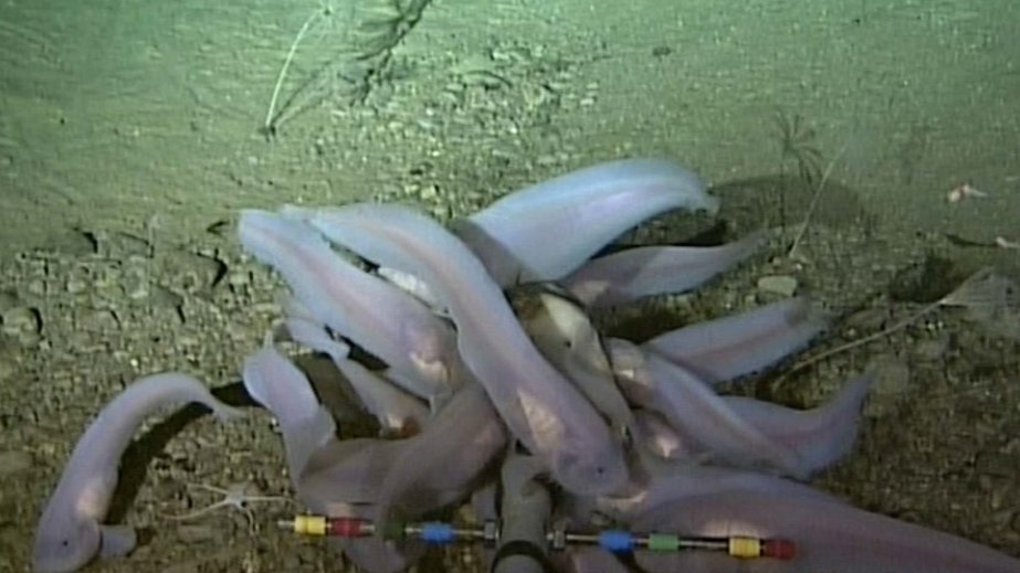 Alimlər okeanda zəhərli civə balansının pozulması barədə xəbərdarlıq ediblər