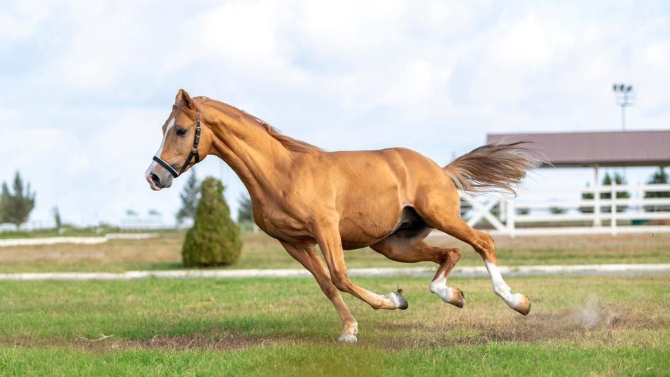 Türkiyədə çövkənin inkişafı üçün Qarabağ atlarından istifadə olunacaq