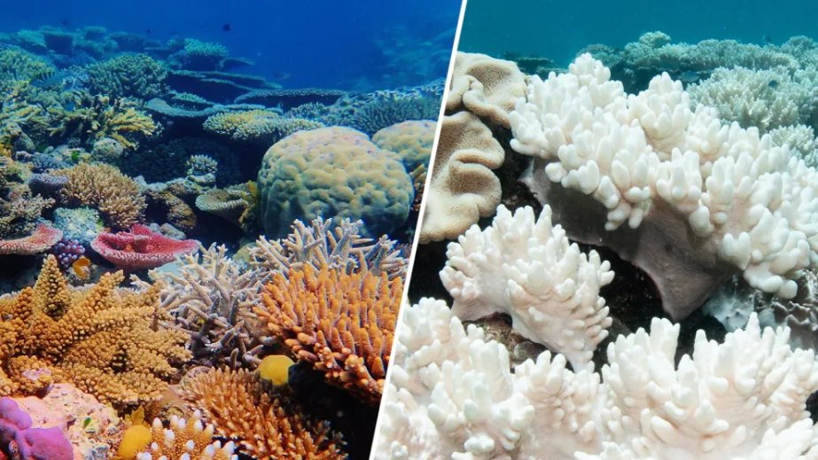 Climate tipping points are being crossed, scientists warn ahead of COP30