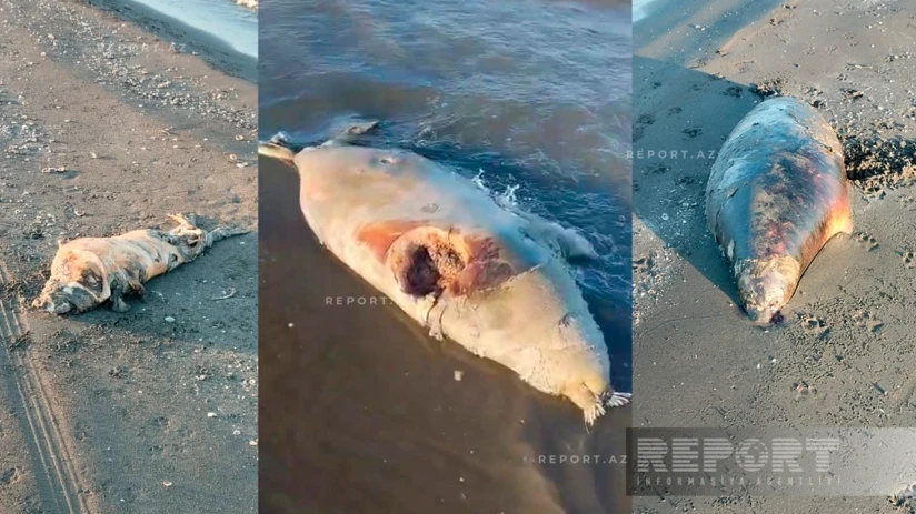 Xəzərin Xaçmaz sahillərində suiti cəsədləri tapılıb