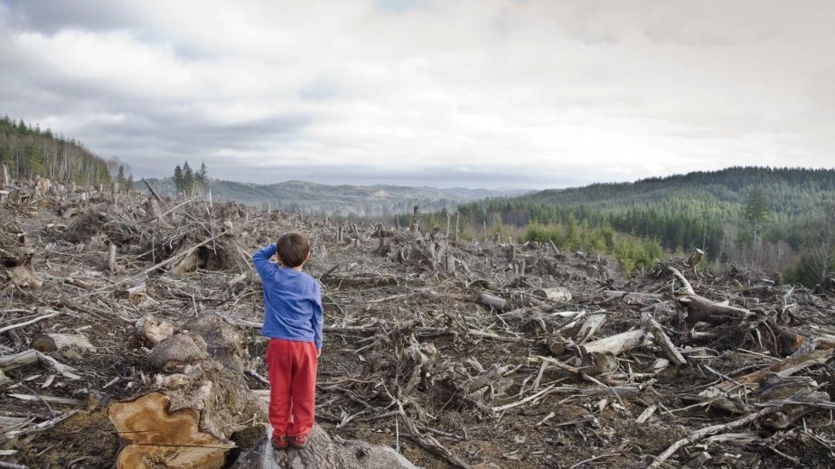 “Climate Focus: Dünya 8,1 milyon hektar meşə sahəsini həmişəlik itirib