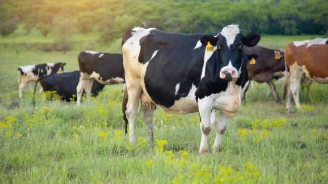 Ölkə ərazisində heyvan bazarlarında məhdudiyyətlər tətbiq olunacaq - BU TARİXDƏN