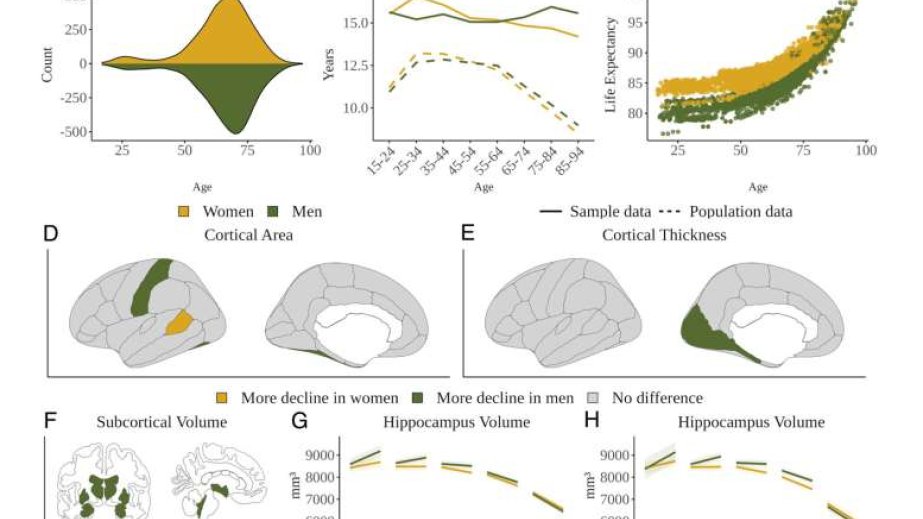 Kişilərdə beyin qocalması qadınlardan daha sürətlidir - ARAŞDIRMA