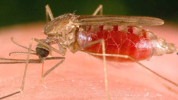 Tarixdə ilk dəfə: İslandiyada ağcaqanadlar peyda olub