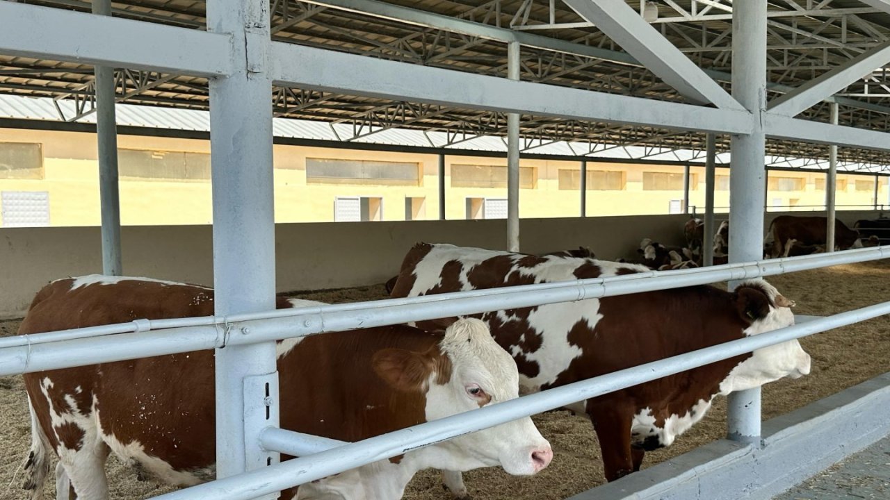 Kənd Təsərrüfatı Nazirliyindən dabaq xəstəliyi ilə bağlı AÇIQLAMA