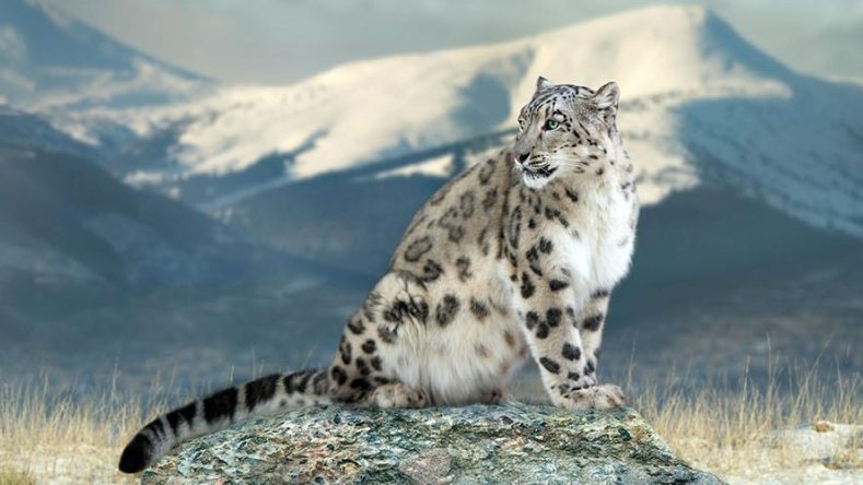 23 October marks International Day of Snow Leopard