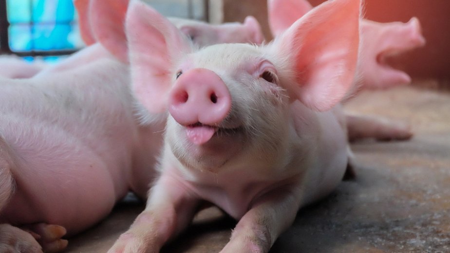 Japan will breed cloned pigs for human organ transplants
