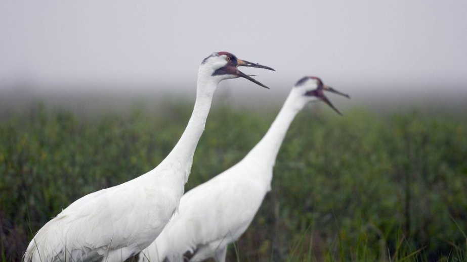 Quş qripi Almaniyada 1000-dən çox durnanın ölümünə səbəb olub