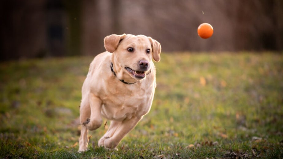 Bəzi itlərdə insan davranışı ilə oxşarlıq aşkarlanıb - ARAŞDIRMA