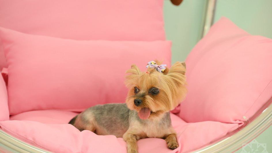 “Ödəniş itlər üçün 60, pişiklər üçün 70 manatdır...” - Ev heyvanlarının gözəllik salonu