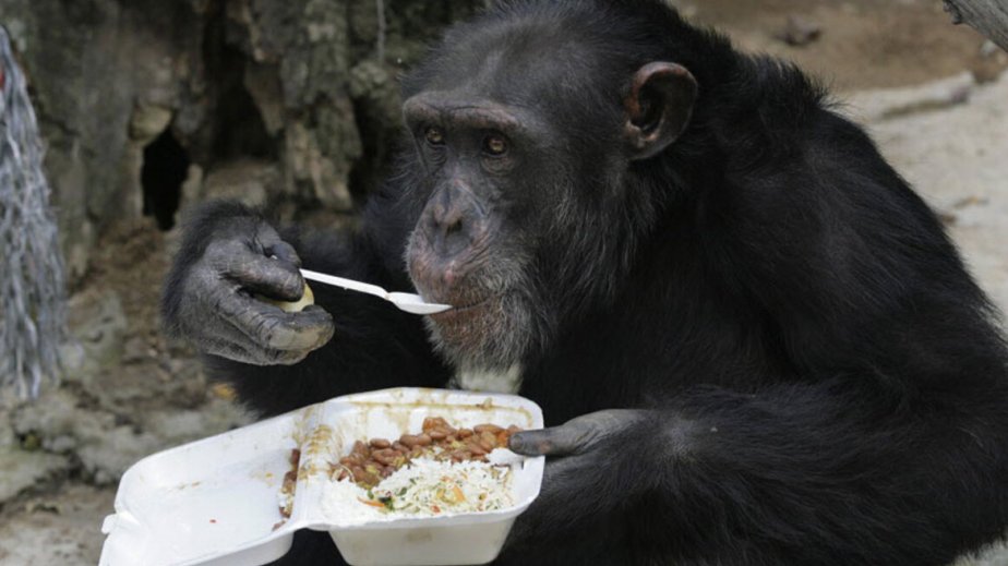 Şimpanzelərdə rasional düşünmənin əlamətləri aşkar edilib