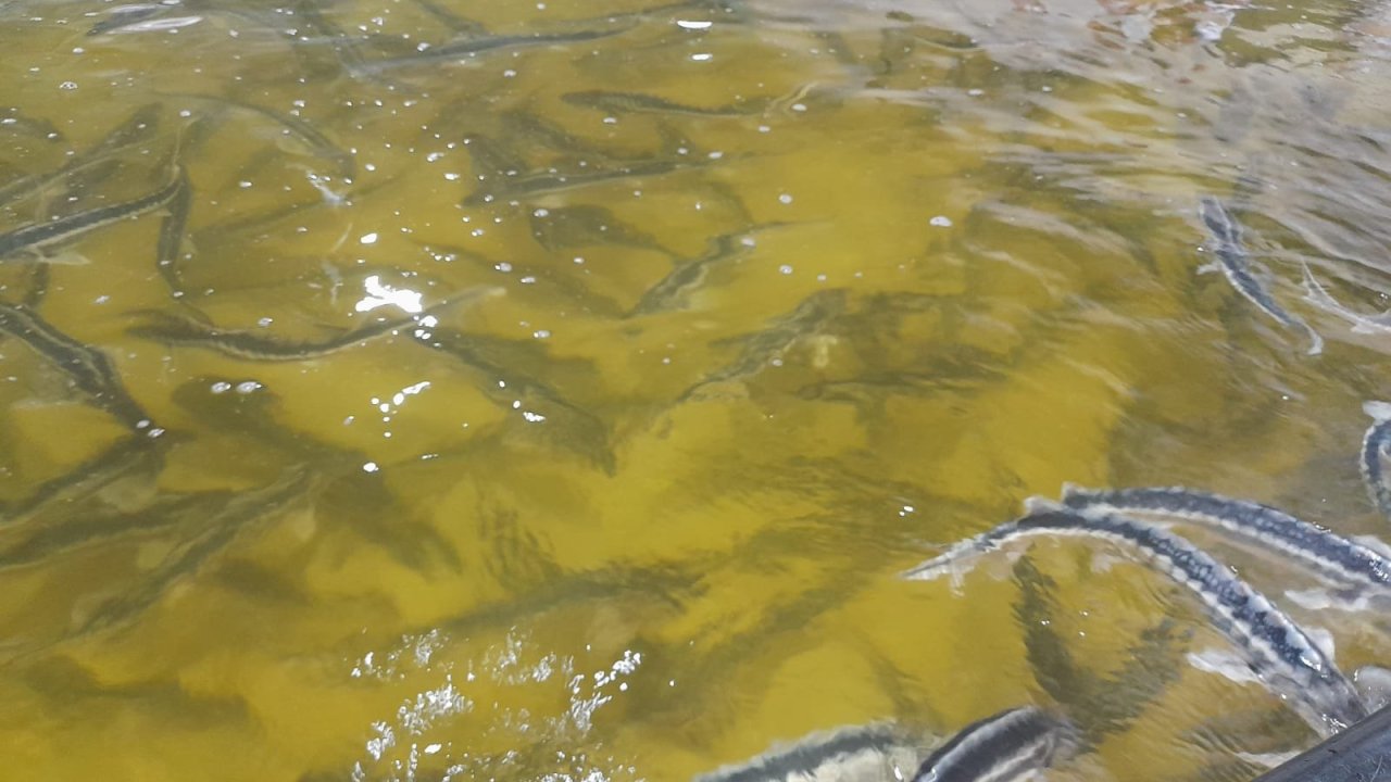 Azərbaycanda akvakulturada yetişdirilən balıqların ixrac potensialı daha çoxdur - Mərkəz direktoru (MÜSAHİBƏ)