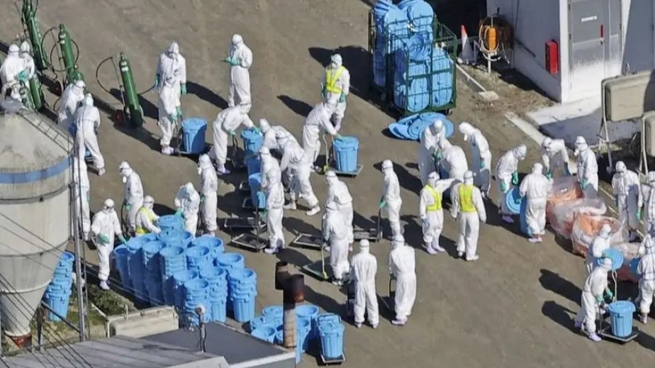 Japan confirms season's 3rd bird flu outbreak