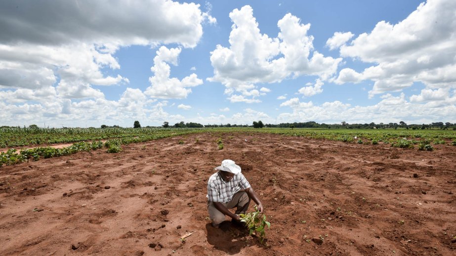 FAO report: 1.7 billion people experience lower crop yields due to land degradation