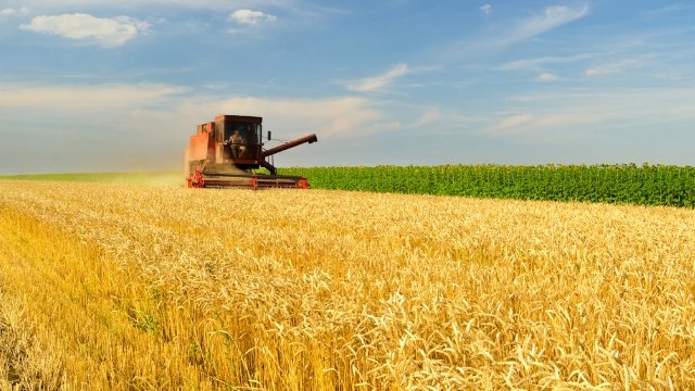 Dünyanın ən iri buğda istehsalçısı olan ölkələrin adı açıqlanıb