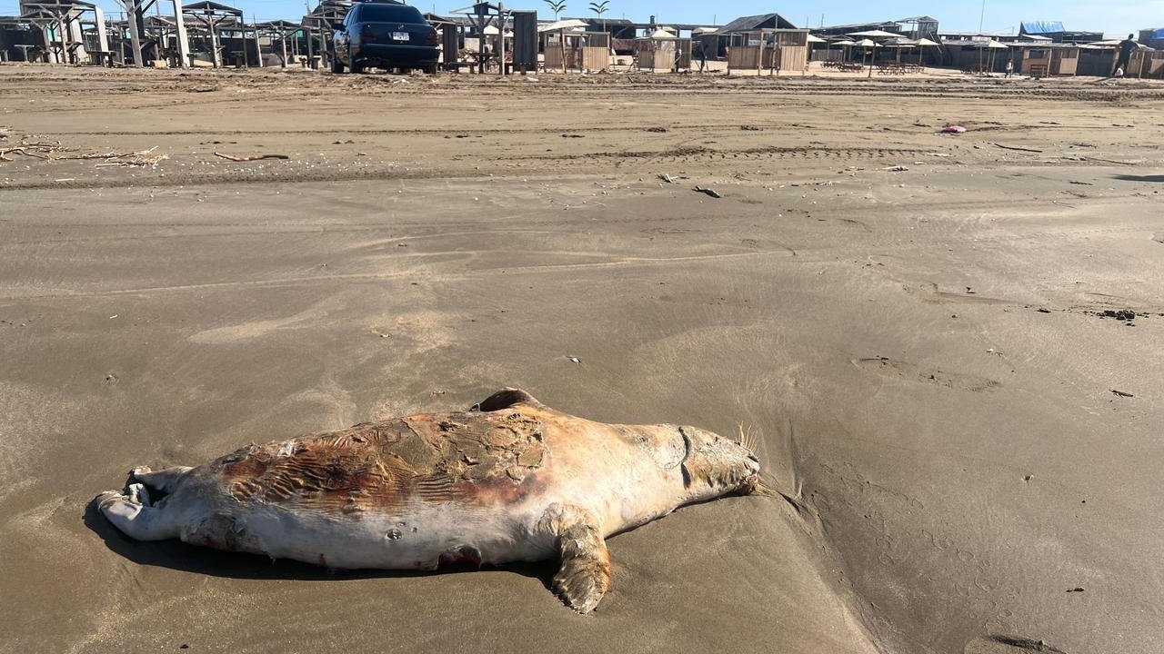 Xəzər sahillərində 100-dən çox suiti leşi aşkarlanıb