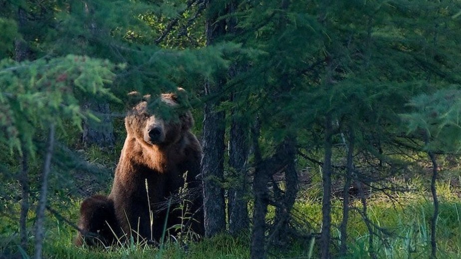Japan sends troops to northern region to help stop bear attacks after a record number of casualties