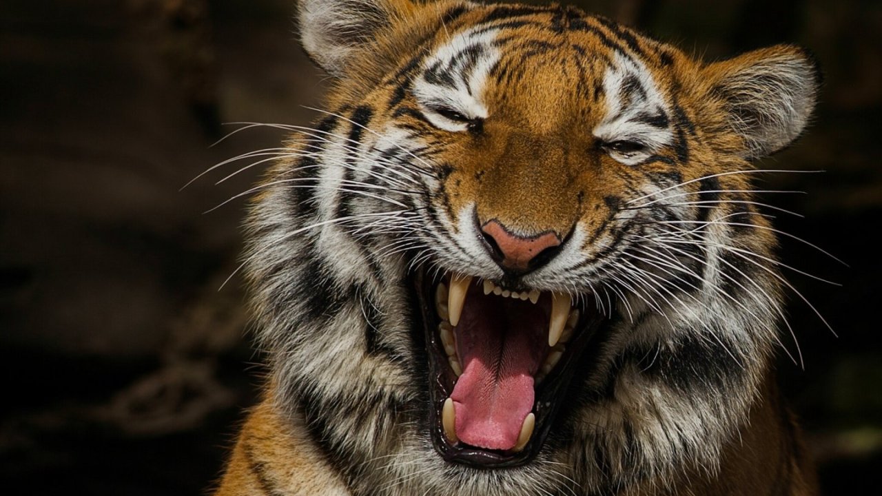 Hindistanda pələng üç nəfəri parçalayıb