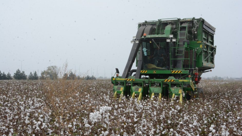 Tərtər pambıqçıları indiyədək tarlalardan 8 min ton məhsul toplayıblar