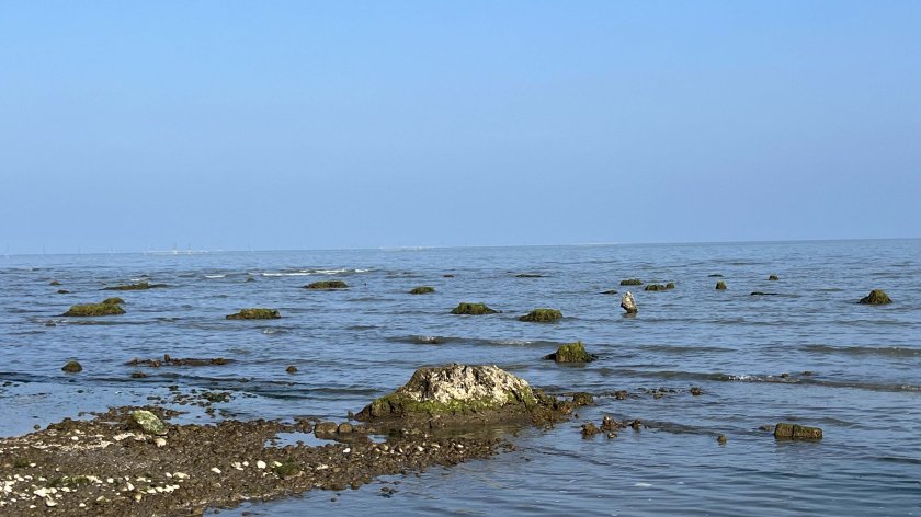 Xəzər dənizi geri çəkilir - Lənkəranda illərdir suyun altında qalan qədim ağac qalıqları üzə çıxdı