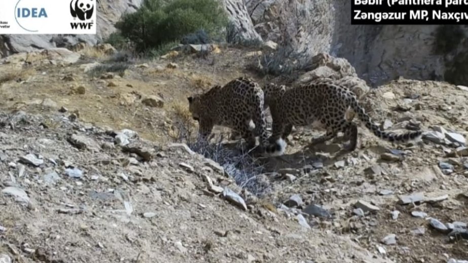 WWF Zəngəzur Milli Parkında məskunlaşan bəbirlərin görüntüsünü paylaşıb