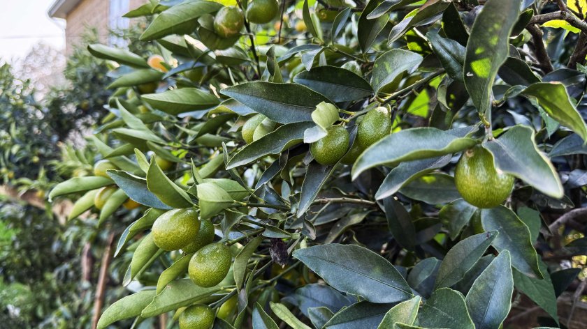 Astarada kinkan yığımına başlanılıb: Qiymətlər bayram ərəfəsində arta bilər