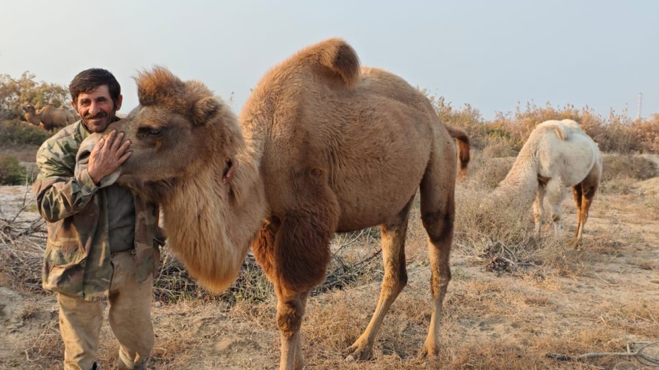 Dəvə baxıcısı: Həm dözümlü, səbrli, ağıllı, həm də qısqanc və kinlidirlər