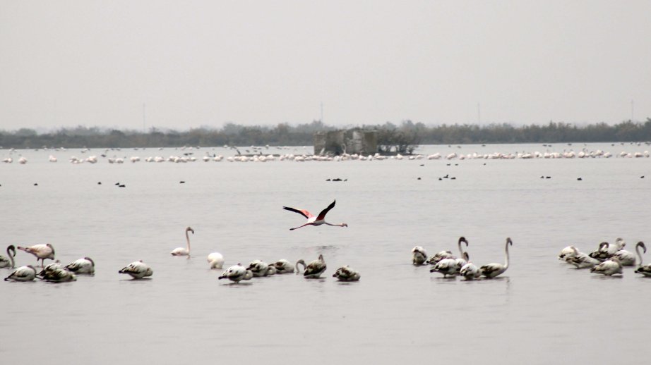 Flaminqolar Mahmudçalaya bu il vaxtından əvvəl gəlib... - FOTOREPORTAJ