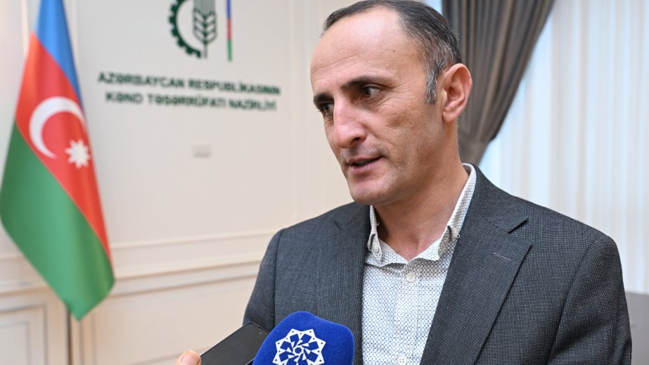 Xocavənddə üzüm bağını icarəyə götürən sahibkar: Məqsəd yerli əhalini işlə təmin etməkdir