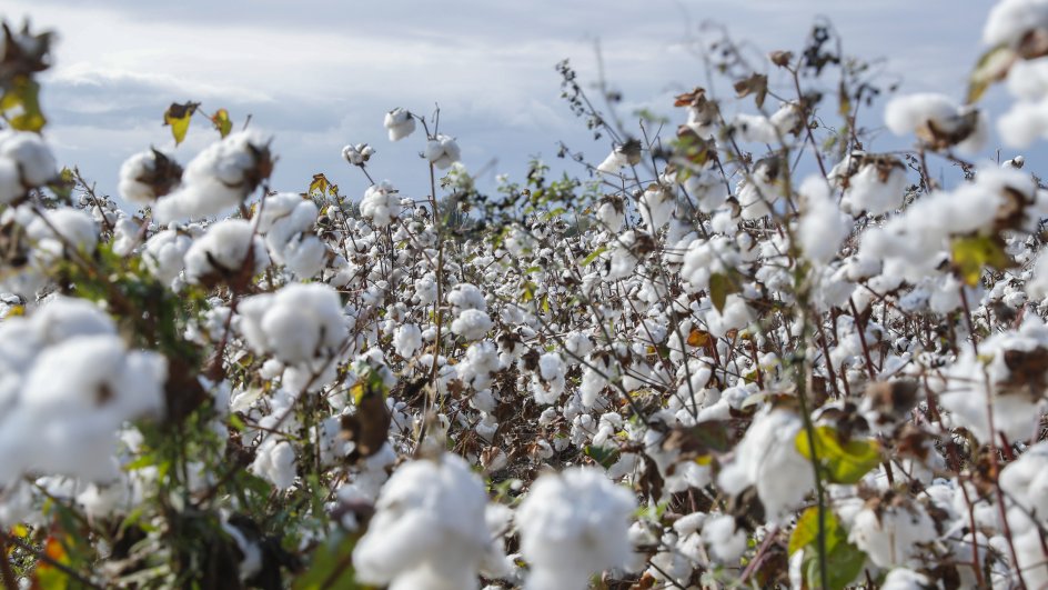 Operativ məlumat: Pambıq yığımında rekord göstəricilər əldə olunur