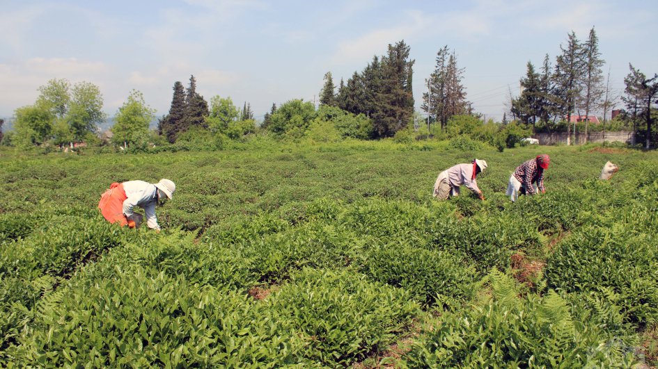Astarada çay yığımı yekunlaşıb – bu il 724,6 ton yaşıl yarpaq yığılıb
