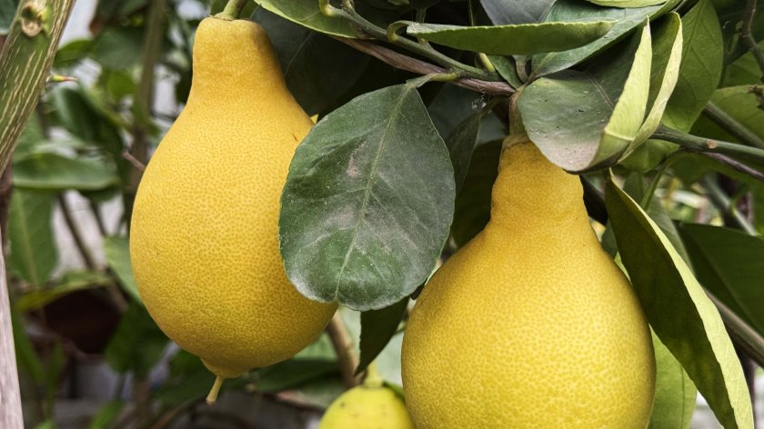 Cənubda yeni sitrus – armudvari limon yetişdirilir