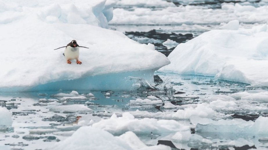 Arktikada temperatur rekord həddə çatıb
