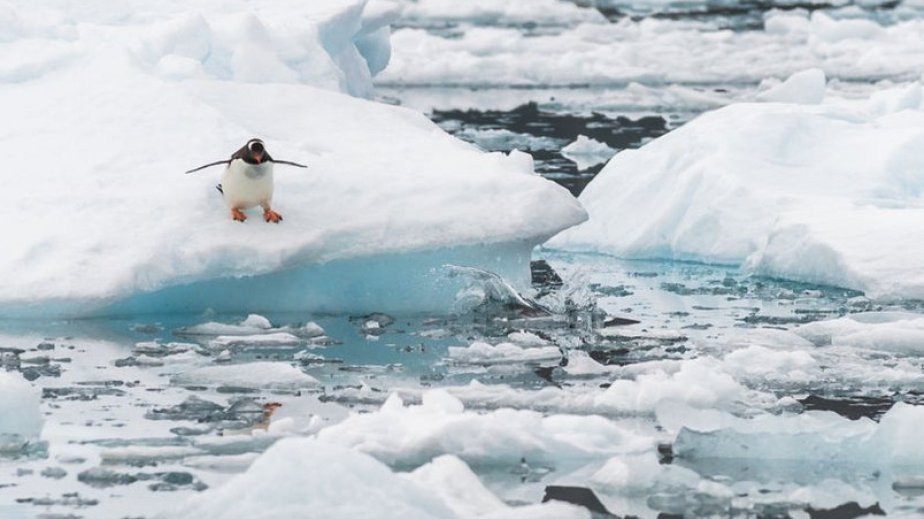 The Arctic just sweltered through its hottest year on record