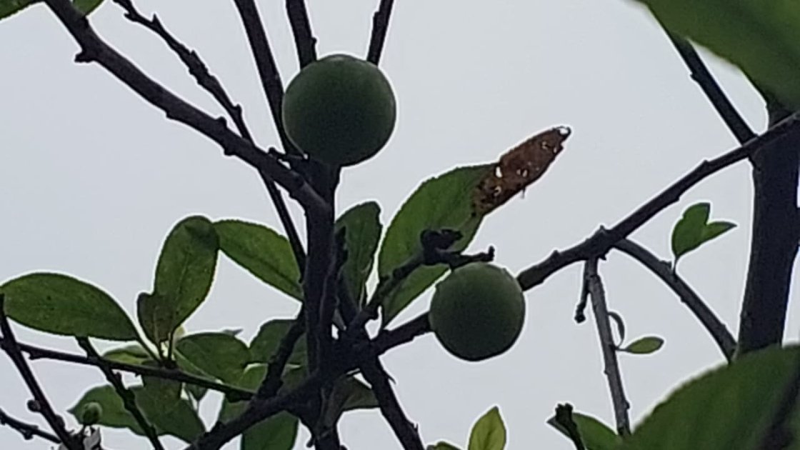 Lənkəranda alça ağacı dekabr ayında yenidən bar verib