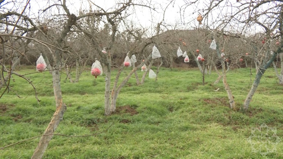 Qışda ağacda saxlanılan narın şöhrəti Kanadaya çatıb