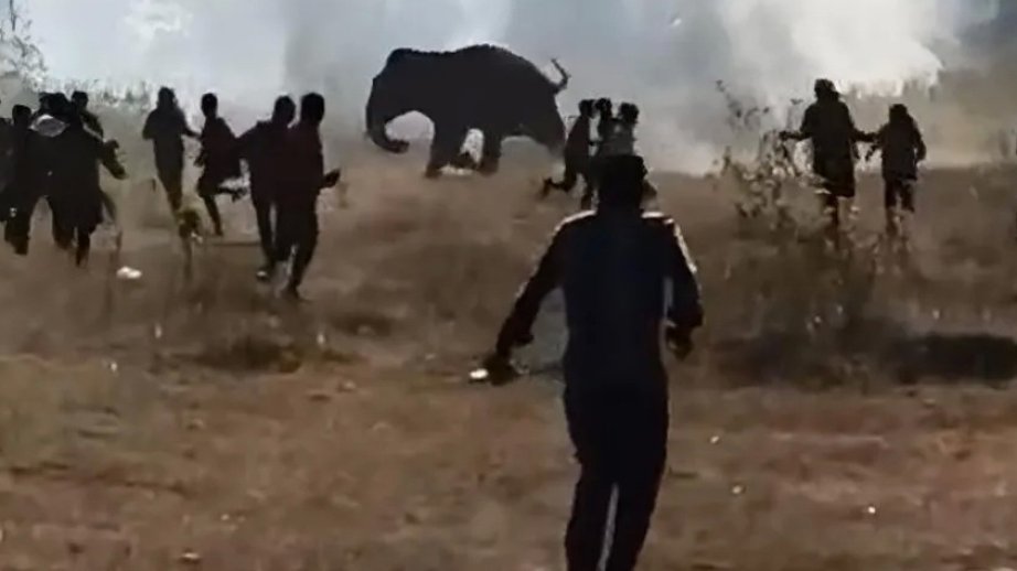 Elephant kills 20 in Indian state as rescue efforts continue