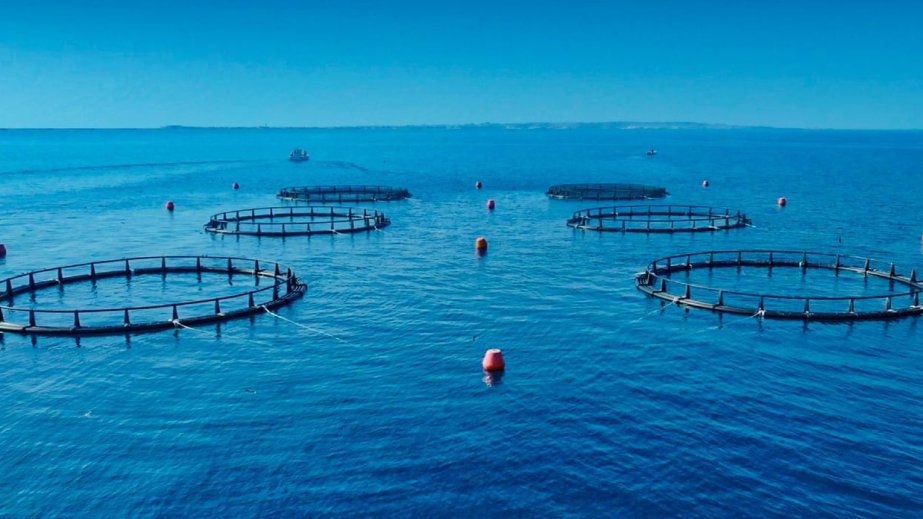 Abu Dhabi achieves historic milestone as Sustainable Fisheries Index reaches 100%