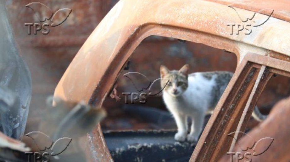 Israeli AI that studies cats could one day help decode human behavior