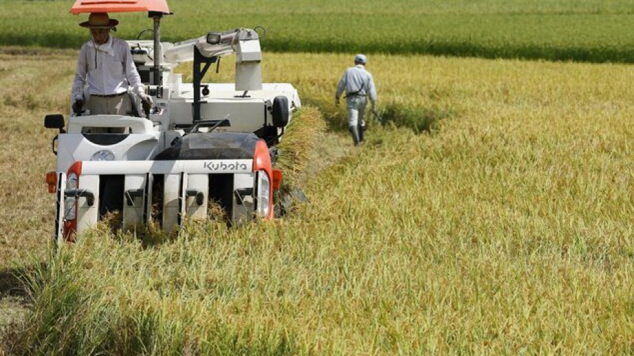 Yaponiyanın kənd təsərrüfatı məhsullarının ixracı rekord həddə çatıb
