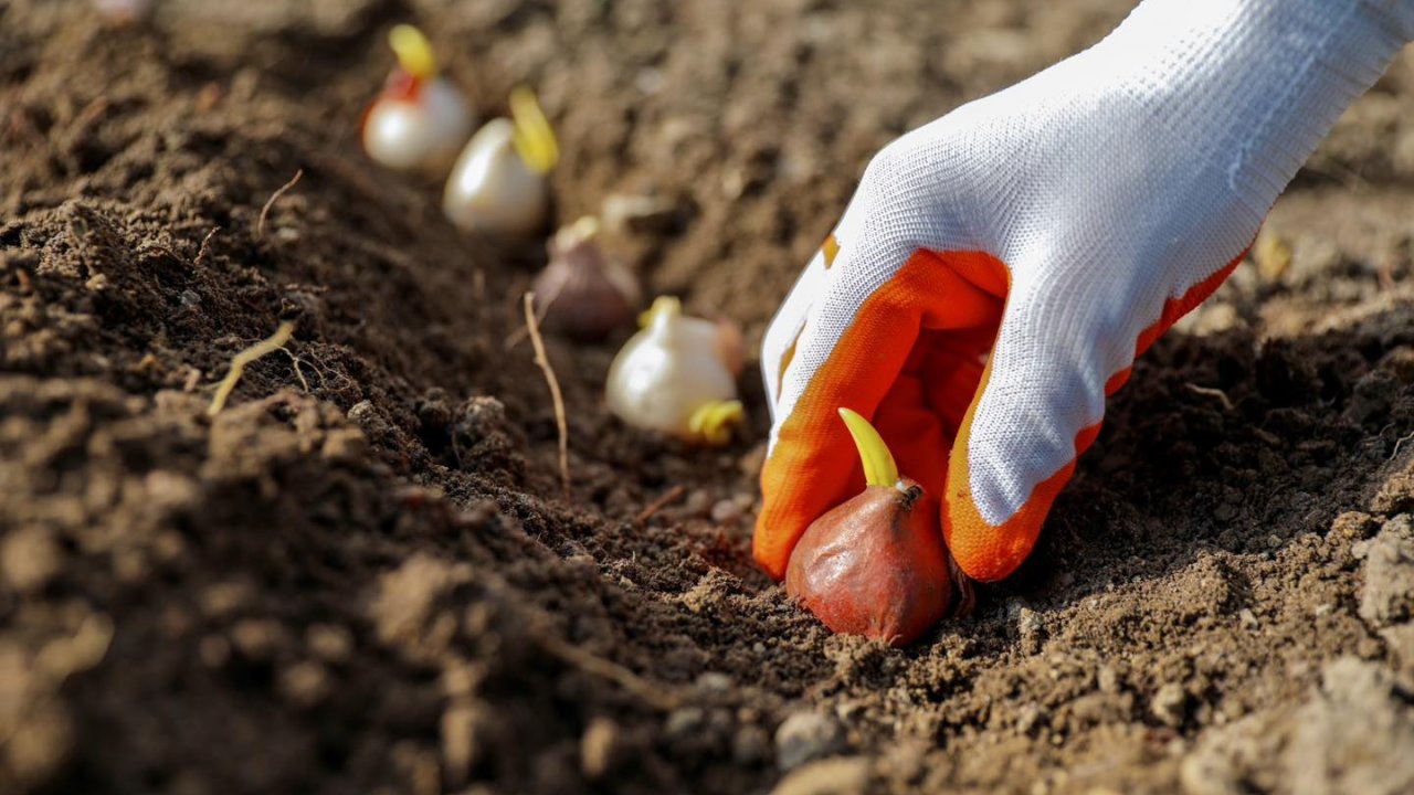 Bakı bulvarında 80 mindən çox dağlaləsi əkiləcək