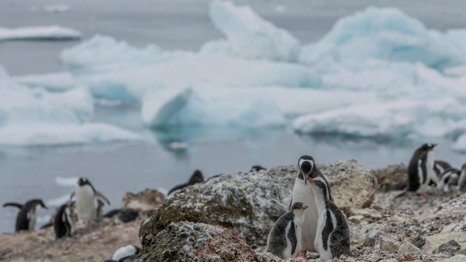 Qərbi Antarktidada pinqvinlər yox olma təhlükəsi ilə üz-üzədir