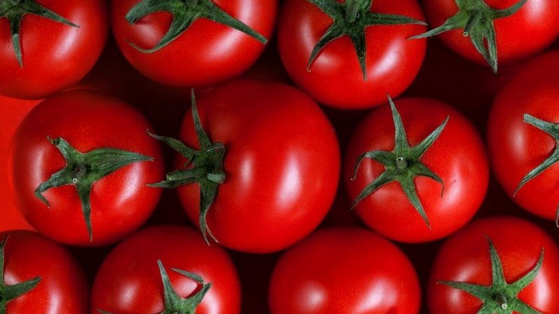 Azərbaycan pomidor ixracında dünya üzrə ilk 15-likdədir
